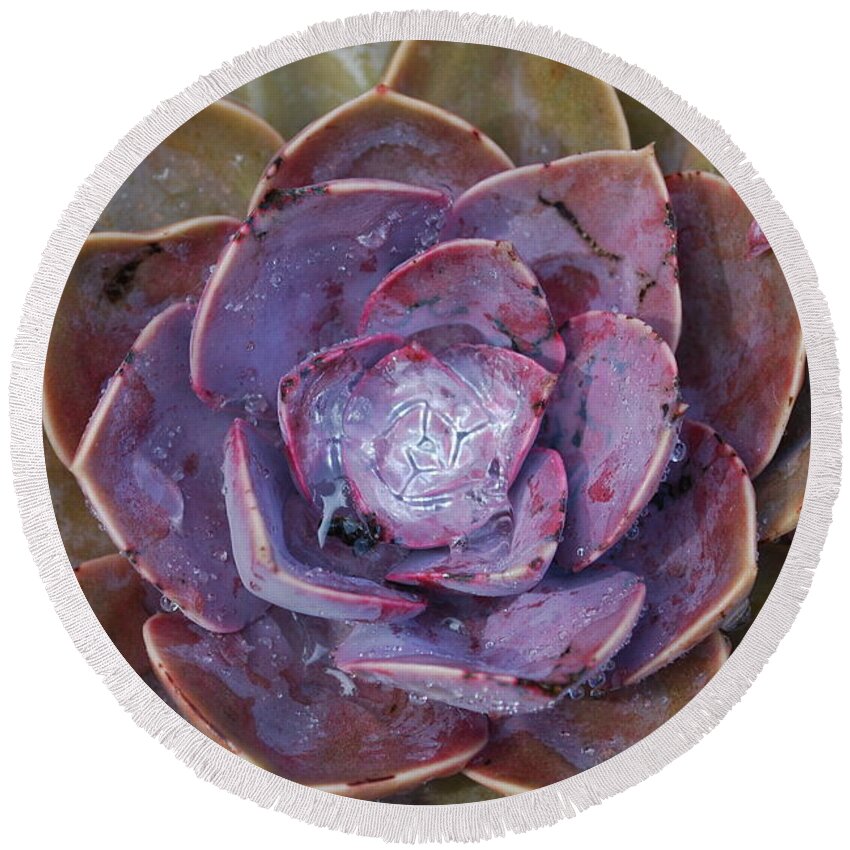 Succulent Round Beach Towel featuring the photograph Succulent Star by Sandra Lee Scott