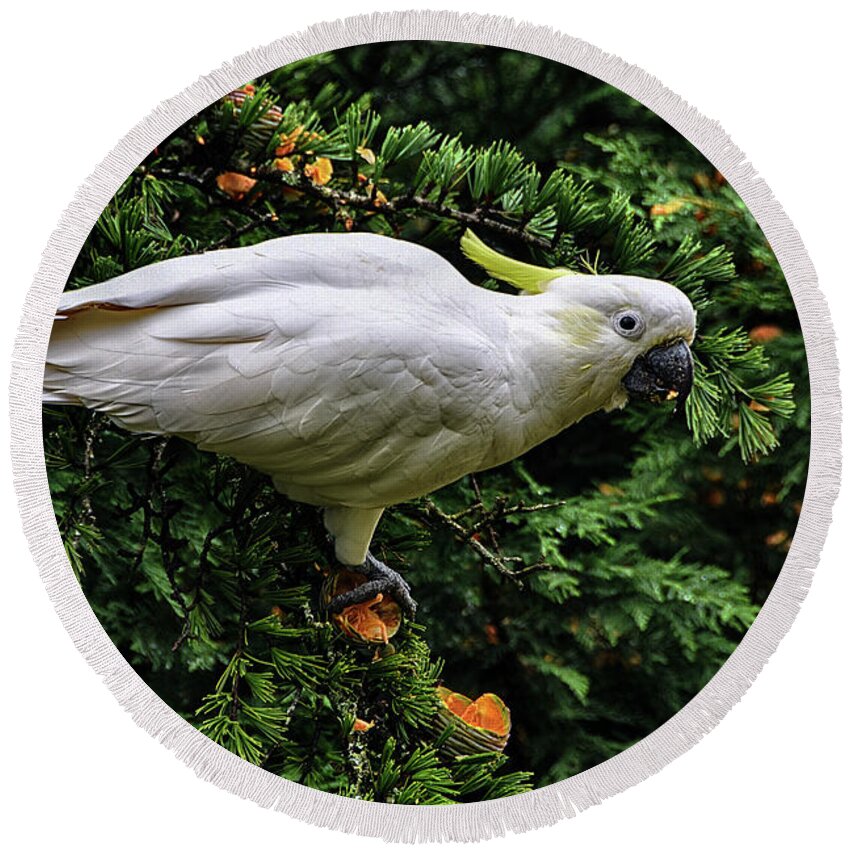 Sulphur-crested Round Beach Towel featuring the photograph Sulphur-crested cockatoo by Andrei SKY
