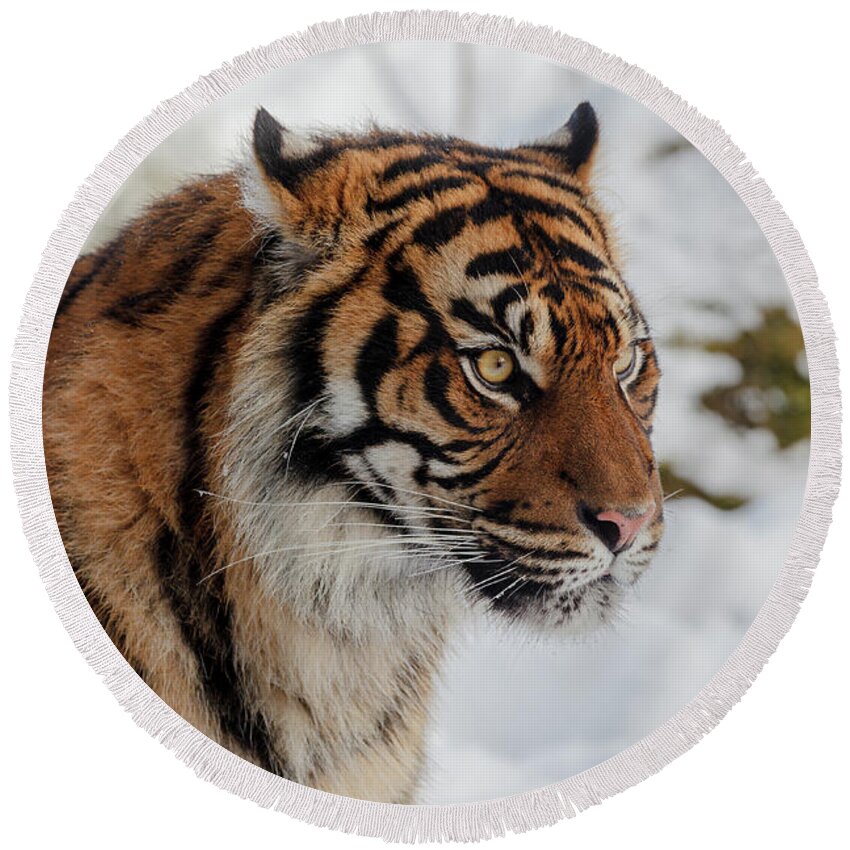 Animal Round Beach Towel featuring the photograph Sumatran Tiger in the snow by Tim Abeln