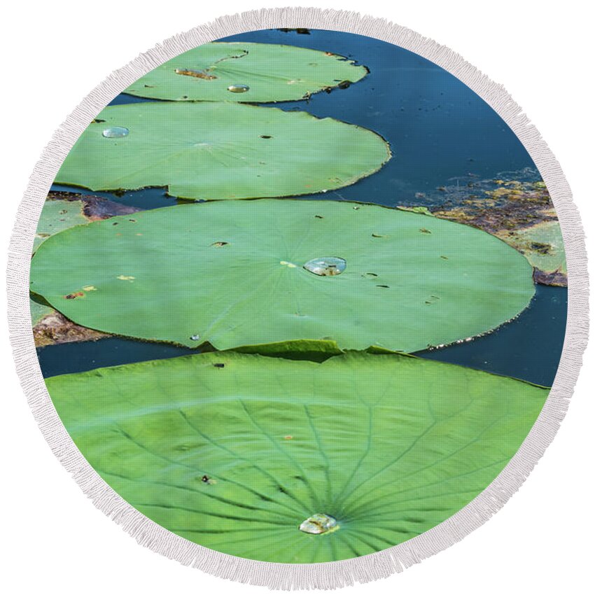 Lily Pad Round Beach Towel featuring the photograph Summer Lily Pads by Pamela Williams