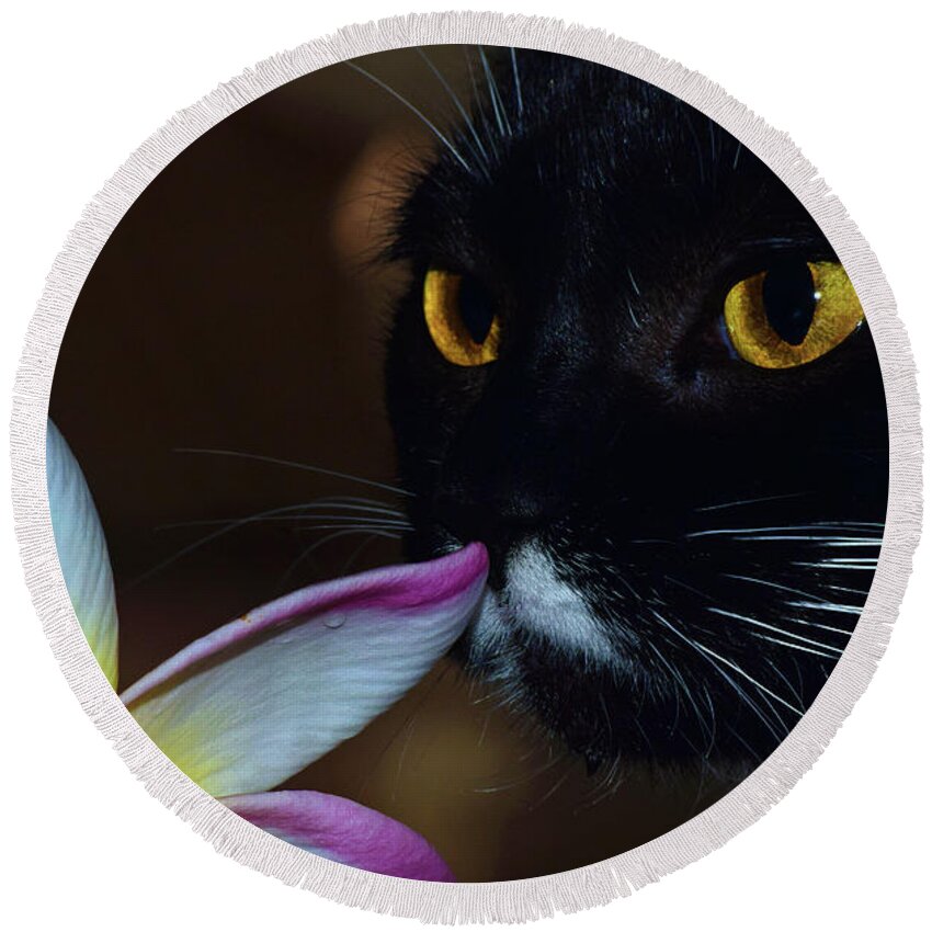 Photograph Round Beach Towel featuring the photograph Summer Sniffing Plumaria by Larah McElroy