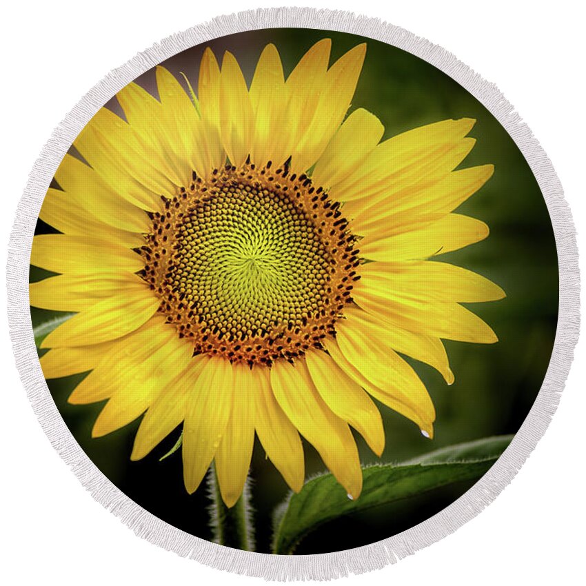 Flower Round Beach Towel featuring the photograph Summer Sunflower by Don Johnson