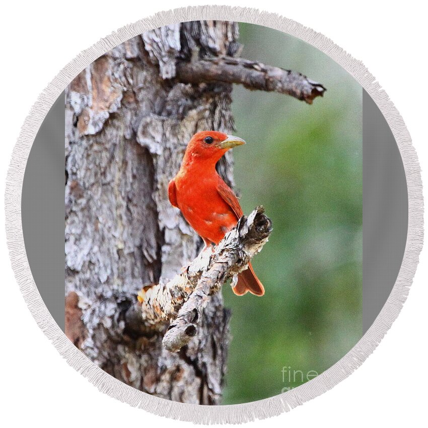 Summer Tanager Round Beach Towel featuring the photograph Summer Tanager by Barbara Bowen