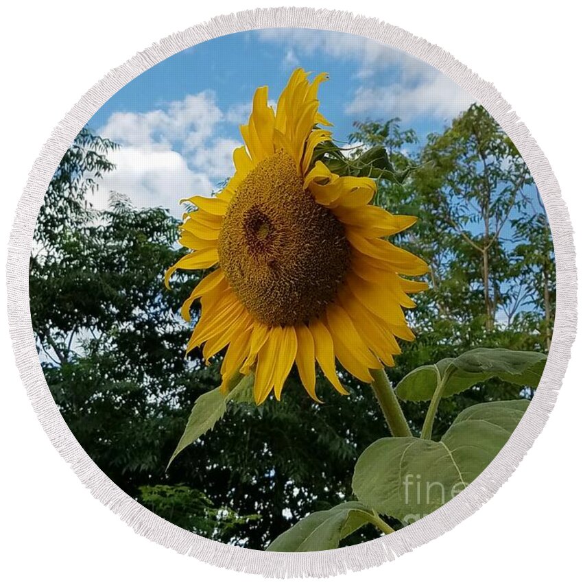 Helianthus Annuus Round Beach Towel featuring the photograph Sun PoweR by Angela J Wright