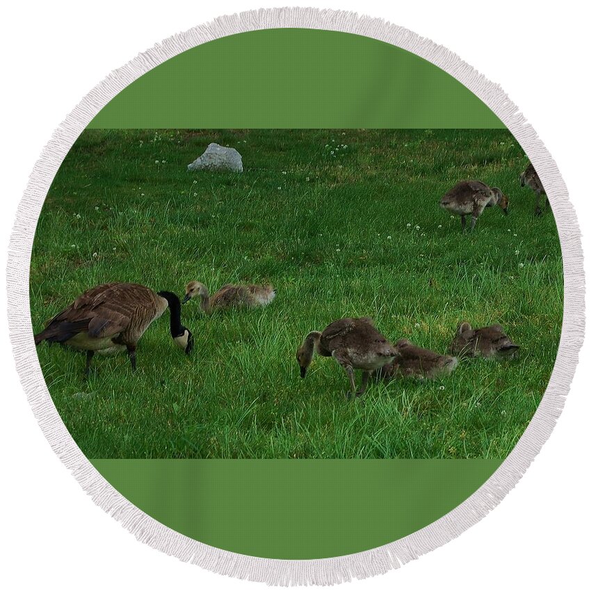 Canadian Geese Round Beach Towel featuring the photograph Sunday Brunch by Christopher James