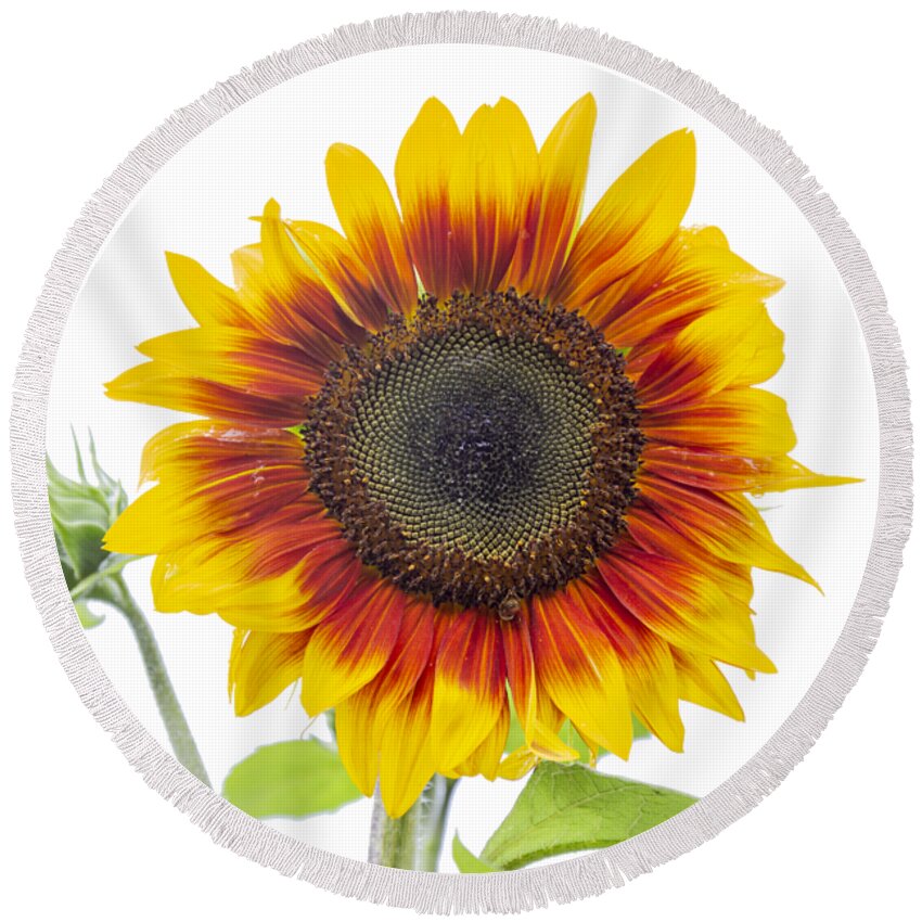 Sunflower Round Beach Towel featuring the photograph Sunflower 2018-1 by Thomas Young