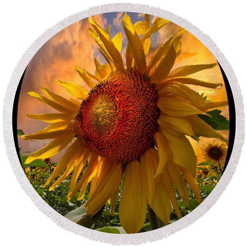 Sunflower Round Beach Towel featuring the photograph Sunflower Dawn in Oval by Debra and Dave Vanderlaan