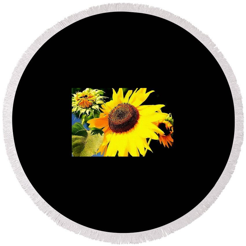  Round Beach Towel featuring the photograph Sunflower by FD Graham
