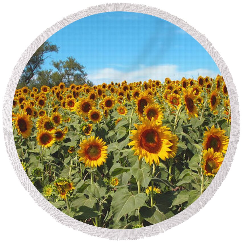 Flowers Round Beach Towel featuring the photograph Sunflower Field One by Barbara McDevitt
