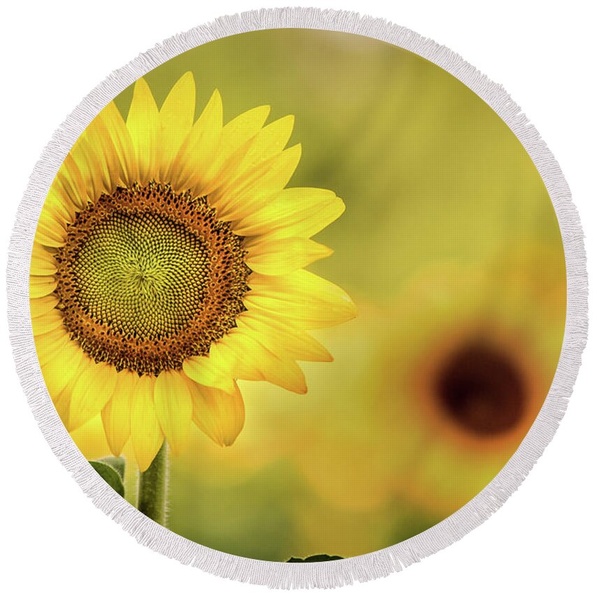 Flower Round Beach Towel featuring the photograph Sunflower in a Field by Don Johnson
