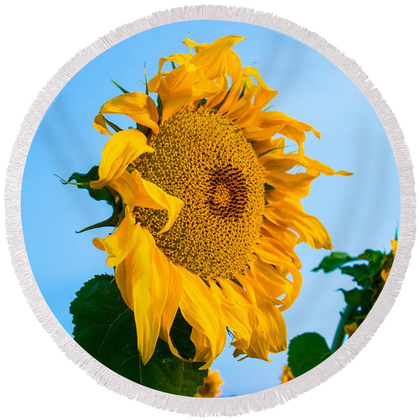 Sunrise Round Beach Towel featuring the photograph Sunflower Morning #2 by Mindy Musick King