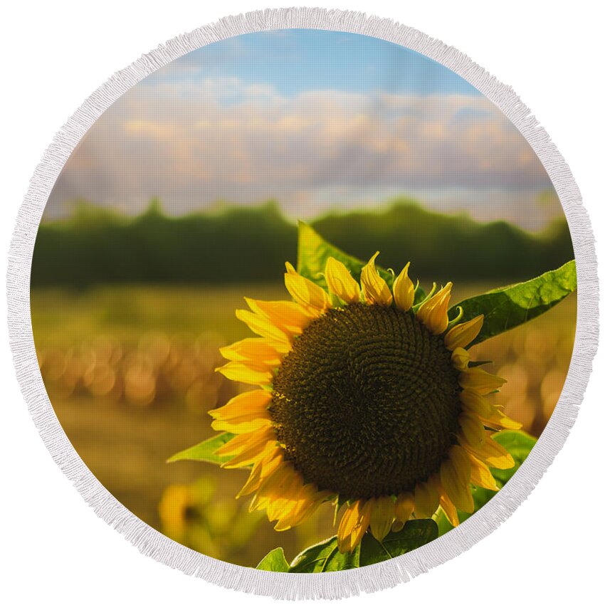 Sunflower Round Beach Towel featuring the photograph Sunflower Patch by Alissa Beth Photography