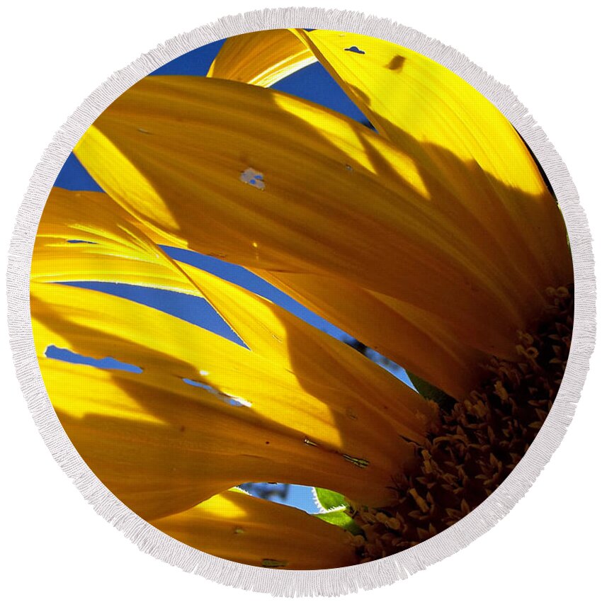 Flowers Round Beach Towel featuring the photograph Sunflower Shadows by Harold Zimmer