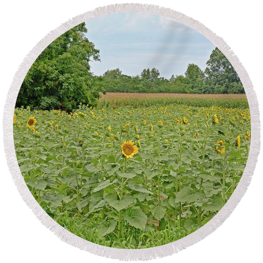 Sunflowers Round Beach Towel featuring the photograph Sunflowers by Linda Brown