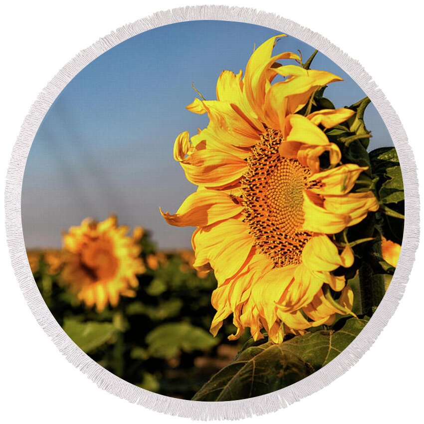 Sunflower Round Beach Towel featuring the photograph Sunflowers on the Colorado Plains by Tony Hake