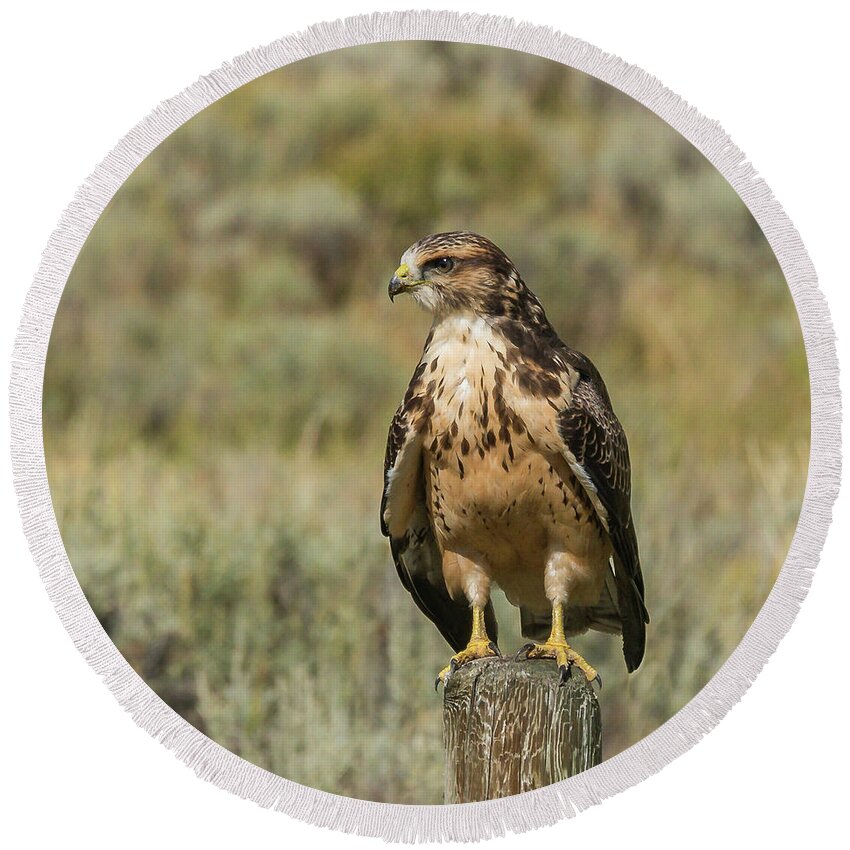 Hawk Round Beach Towel featuring the photograph Sunning In The Afternoon by Yeates Photography