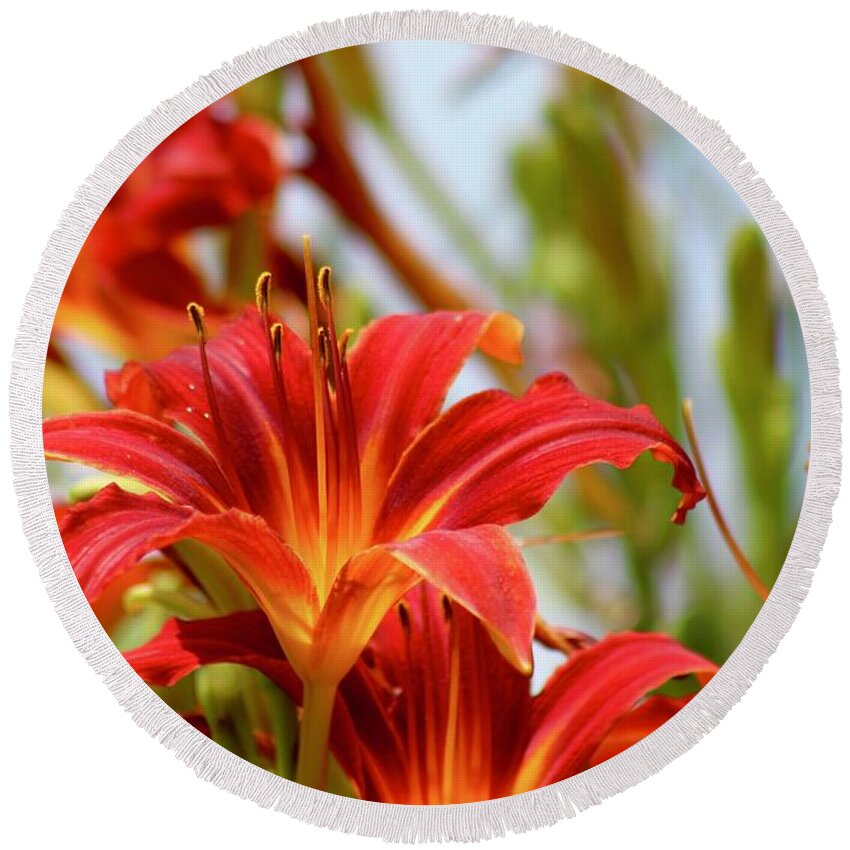 Photograph Round Beach Towel featuring the photograph Sunning Red Day Lilies by M E