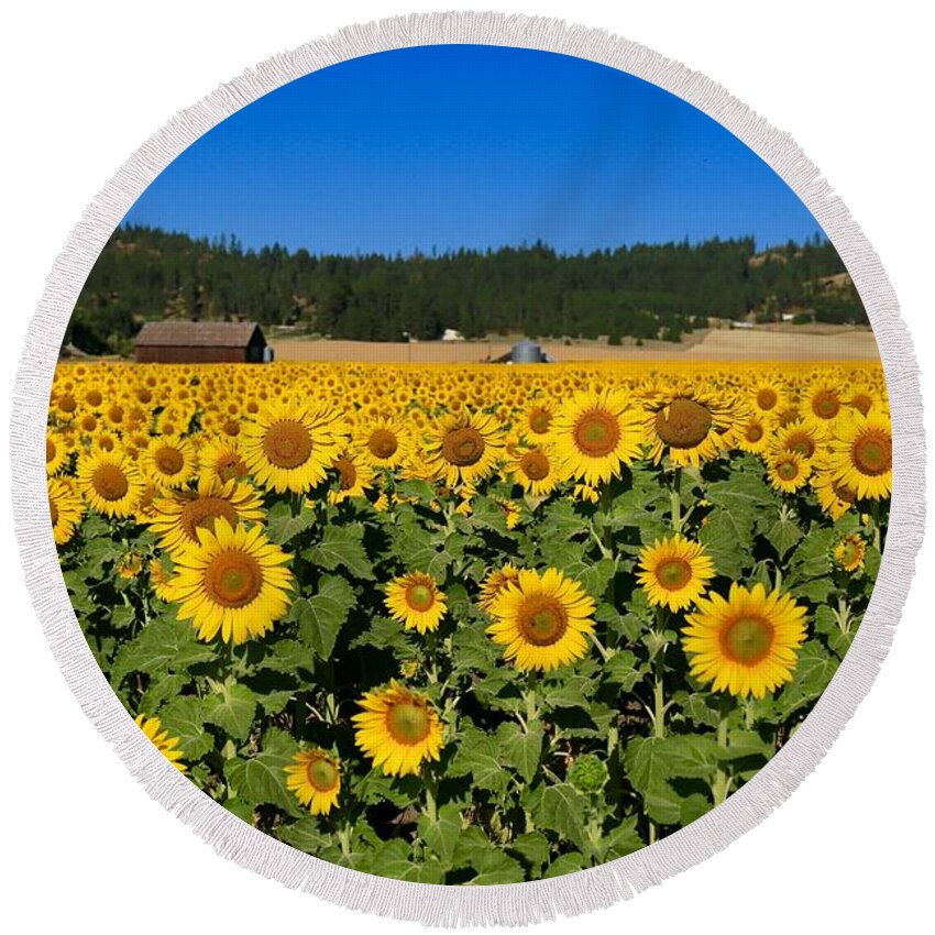 Sunny Sunflower Field Round Beach Towel featuring the photograph Sunny Sunflower field by Lynn Hopwood