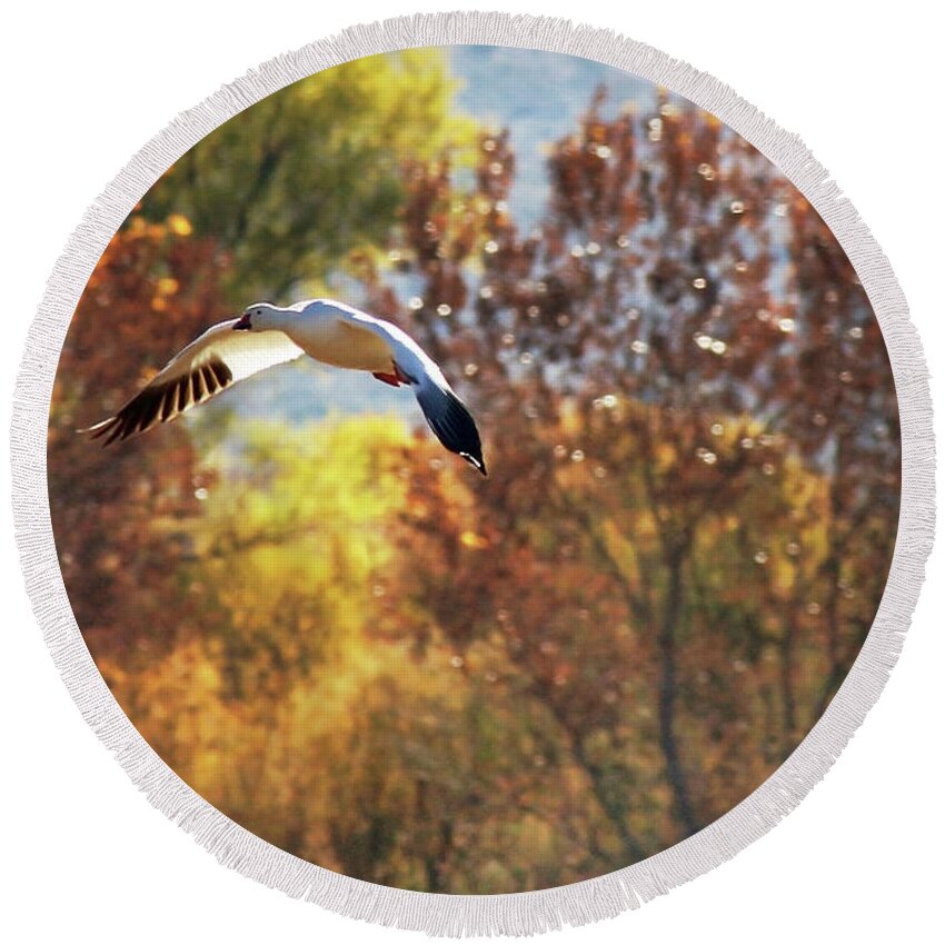 Snow Gooses Round Beach Towel featuring the photograph Sunset Flight by Leda Robertson