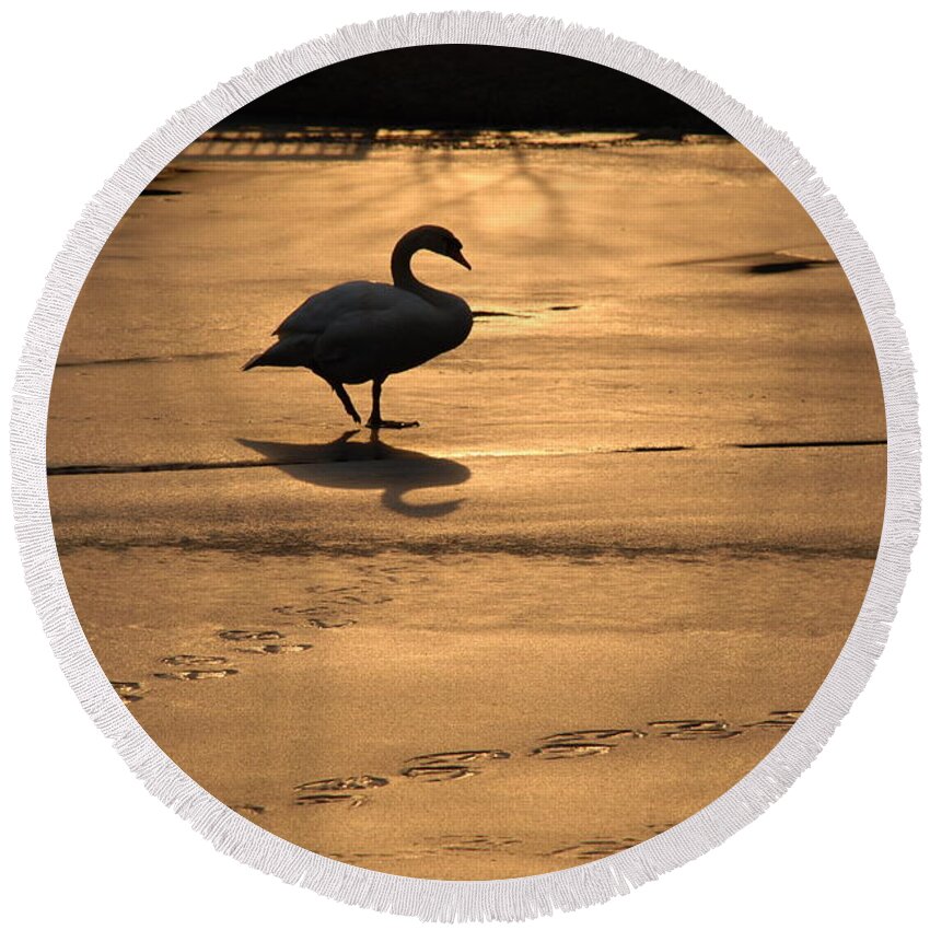 Swan Round Beach Towel featuring the photograph Sunset Swan by Richard Bryce and Family