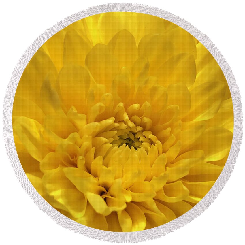 Flower Round Beach Towel featuring the photograph Sunshine Chrysanthemum by CAC Graphics