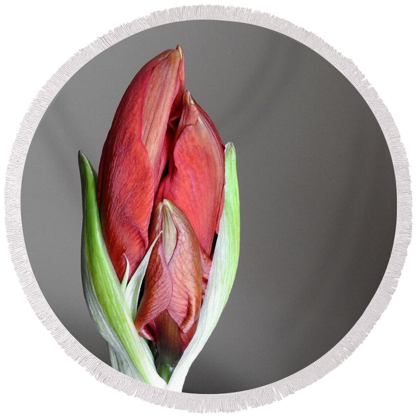 Amaryllis Plant Round Beach Towel featuring the photograph Super Bud by Betty-Anne McDonald