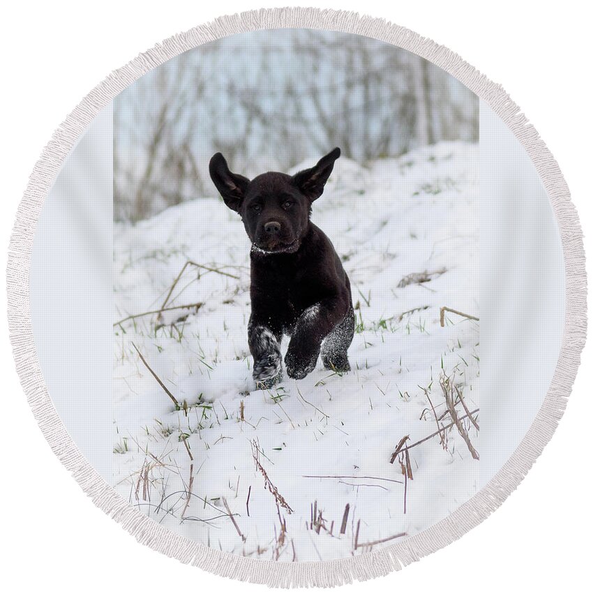 Pup Round Beach Towel featuring the photograph Super Pup by Holden The Moment