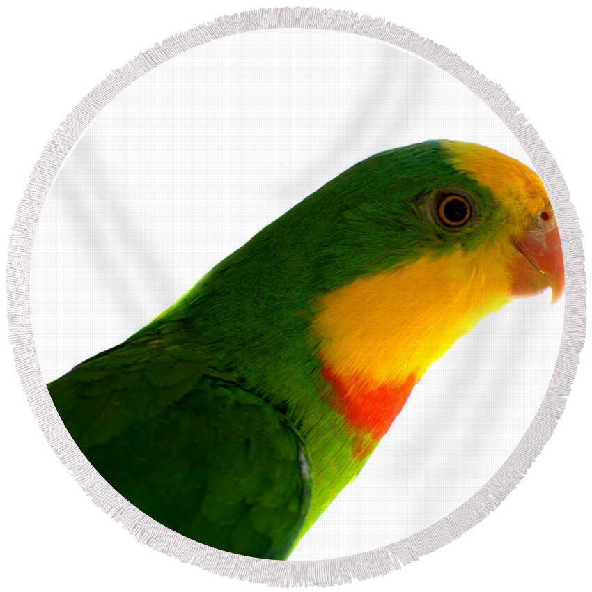  Superb Parrot Round Beach Towel featuring the photograph Superb Parrot Polytelis swainsonii by Nathan Abbott