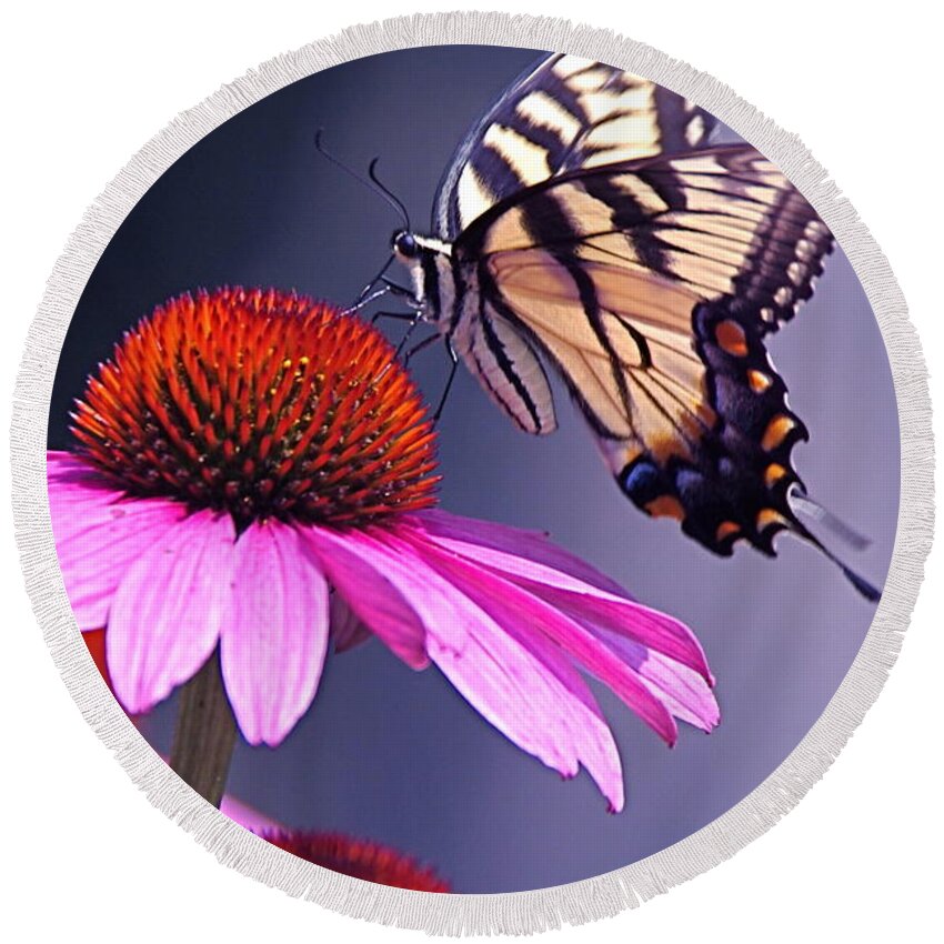 Eastern Round Beach Towel featuring the photograph Swallowtail and Coneflower by Byron Varvarigos