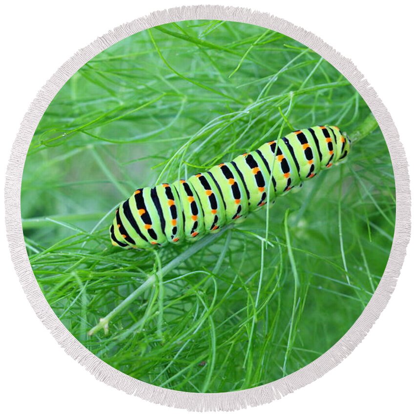 Insect Round Beach Towel featuring the photograph Swallowtail Caterpillar by Amanda Mohler