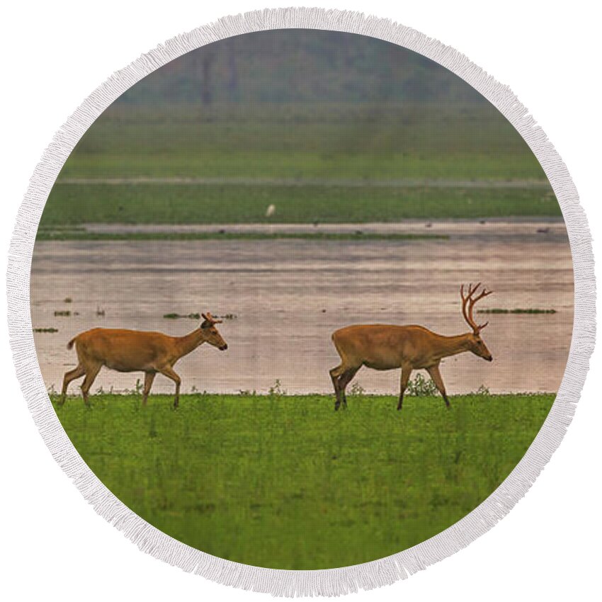 2017 Round Beach Towel featuring the photograph Swamp Deers by Jean-Luc Baron