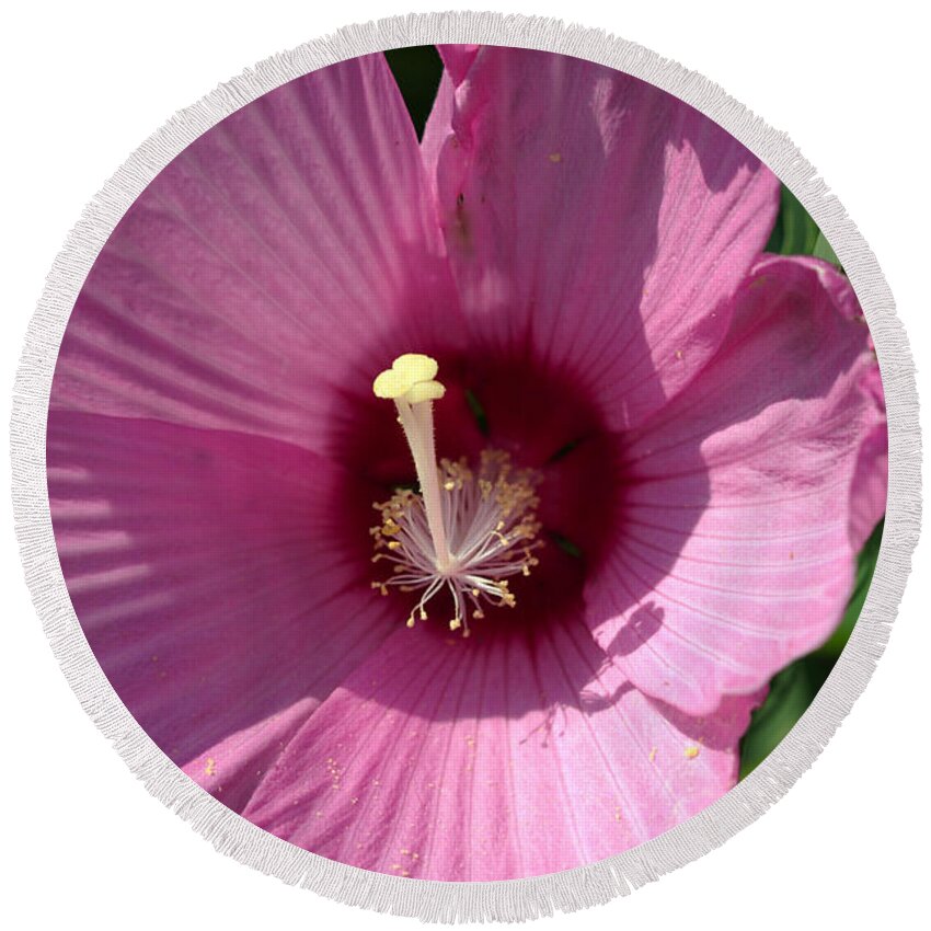 Aroma Round Beach Towel featuring the photograph Swamp Rose Mallow by Jack R Perry