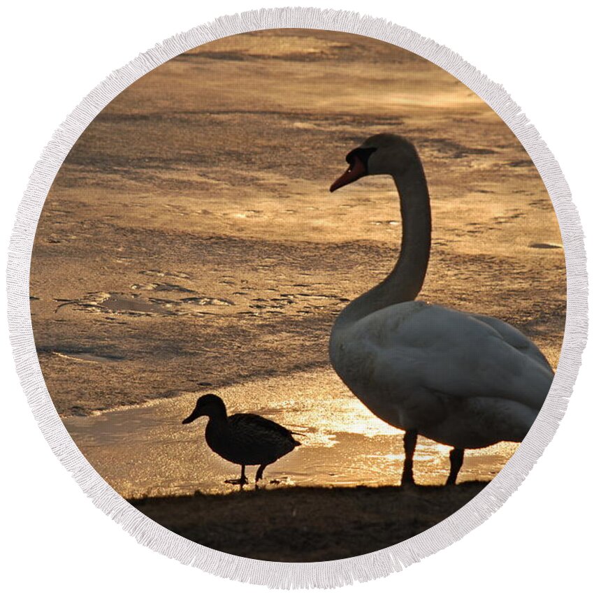 Swan Round Beach Towel featuring the photograph Swan and Baby at Sunset by Richard Bryce and Family