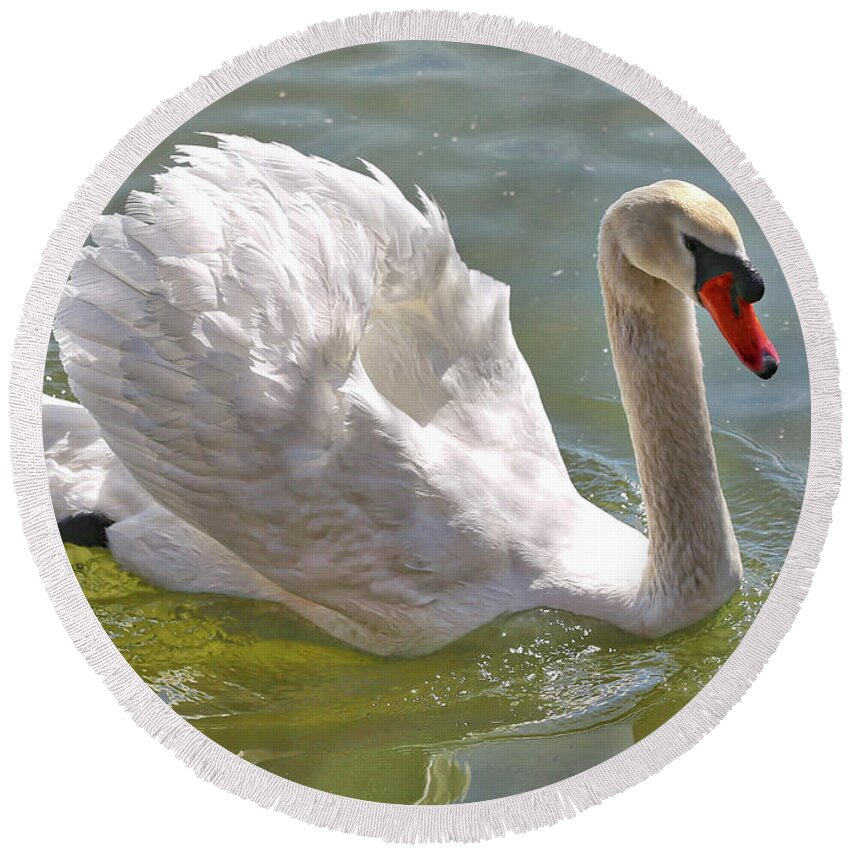 Swan Round Beach Towel featuring the photograph Swan Swimming By by Carol Groenen