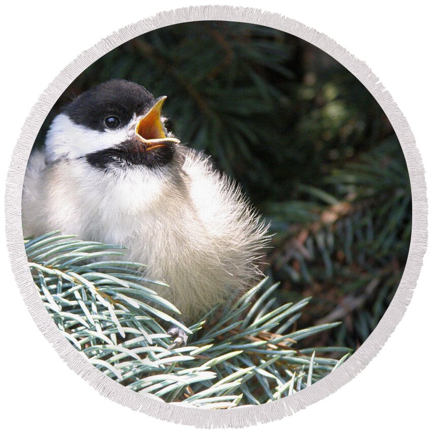 Black Capped Chickadee Round Beach Towel featuring the photograph Sweet Chickadee by Angie Rea