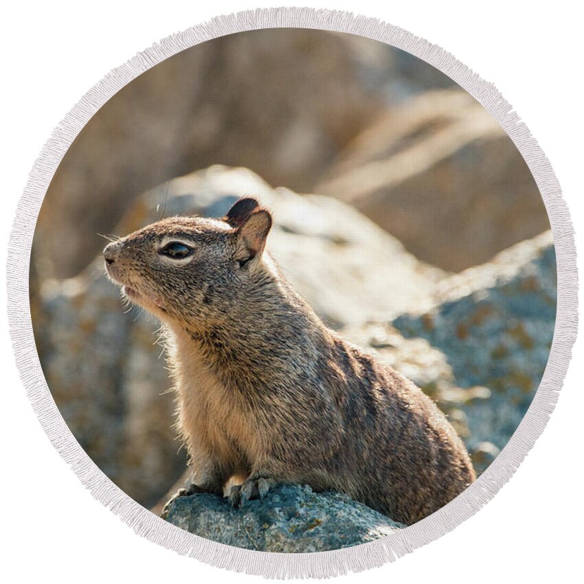Curious Round Beach Towel featuring the photograph Sweet Curious California Ground Squirrel, Animal In California by Amanda Mohler