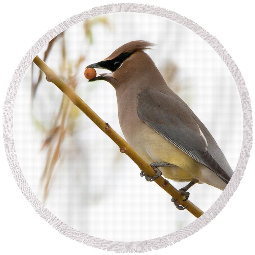 Cedar Wax Wing With Berry Round Beach Towel featuring the photograph Sweet Treat by Bon and Jim Fillpot