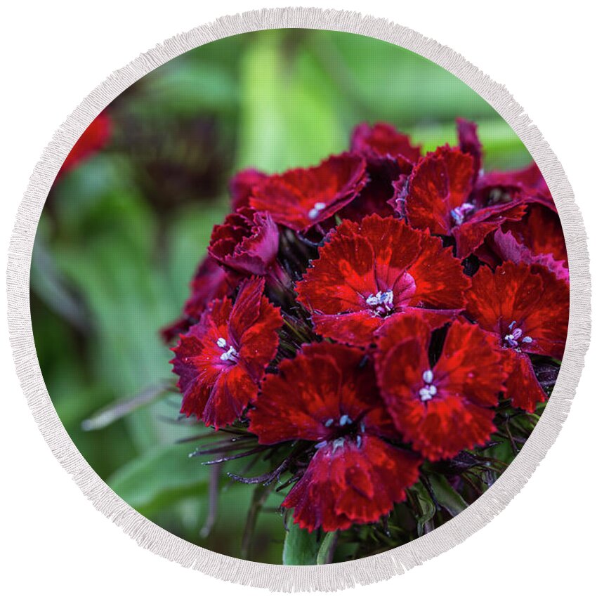 Sweet William Round Beach Towel featuring the photograph Sweet William by Eva Lechner