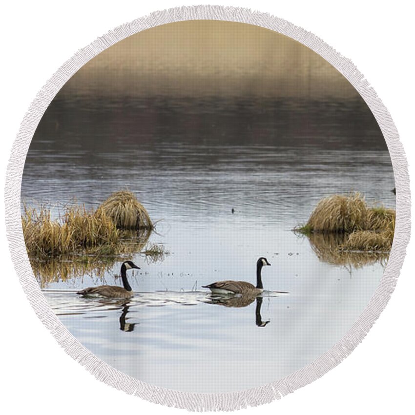 Geese Round Beach Towel featuring the photograph Swimming in Serenity by Penny Meyers
