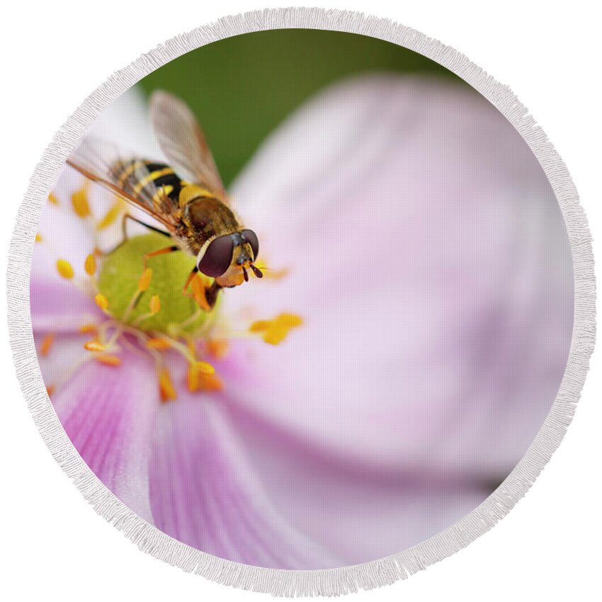 Syrphus Round Beach Towel featuring the photograph Syrphus Ribesii Hoverfly on Flower by Rick Deacon
