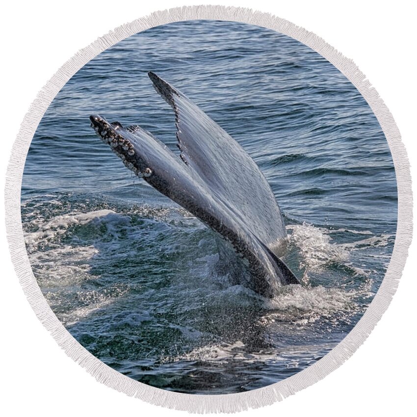 Animal Round Beach Towel featuring the photograph Tail fin of a big whale by Patricia Hofmeester
