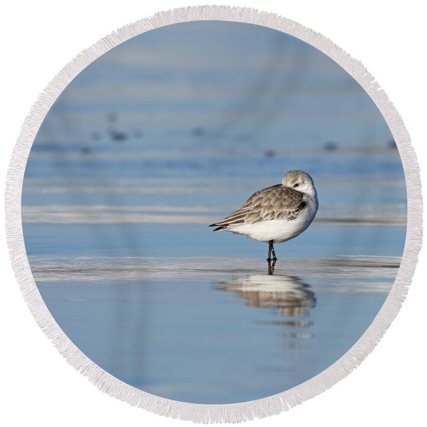 Animals Round Beach Towel featuring the photograph Taking a Break -- Sanderling in Morro Bay, California by Darin Volpe