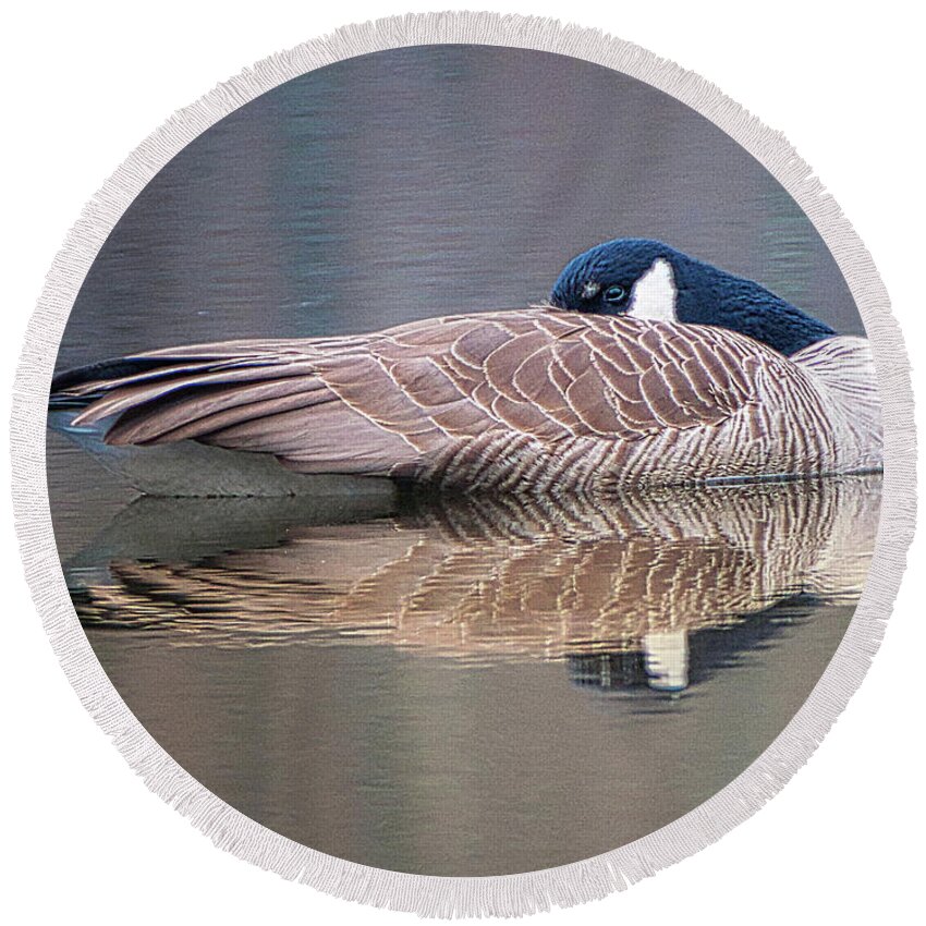 Birds Wildlife Animals Round Beach Towel featuring the photograph Taking a Nap by Paul Ross