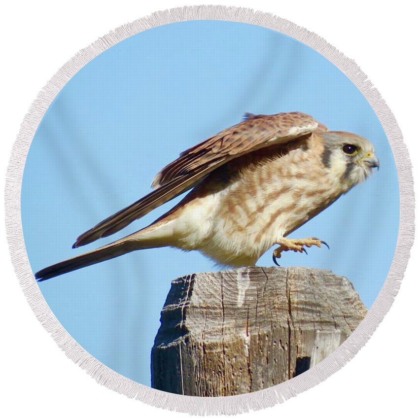 Kestrel Round Beach Towel featuring the photograph Taking Flight by Aimee Mouw