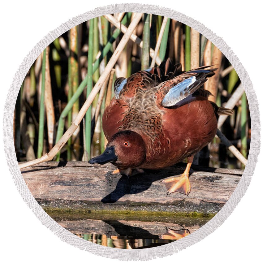 Cinnamon Teal Round Beach Towel featuring the photograph Taking the Plunge by Kathleen Bishop