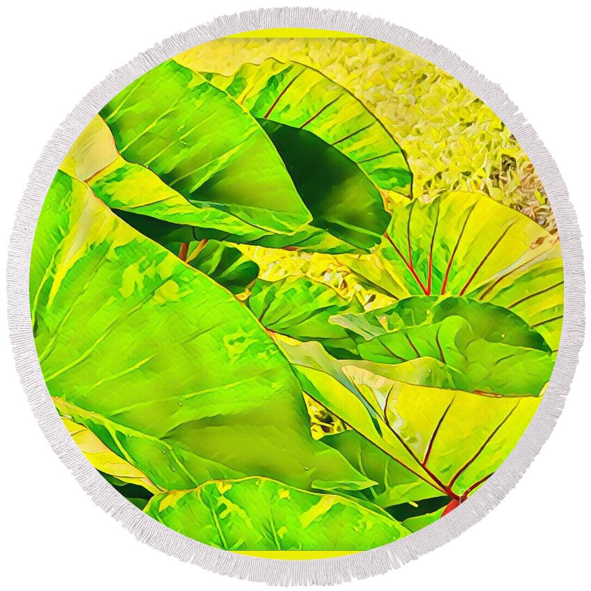 #taroleaves #taro #leaves #green #flowersofaloha Round Beach Towel featuring the photograph Taro Leaves in Green by Joalene Young