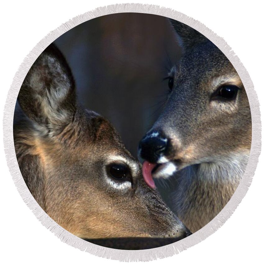 Deer Round Beach Towel featuring the photograph Tenderness by Bill Stephens