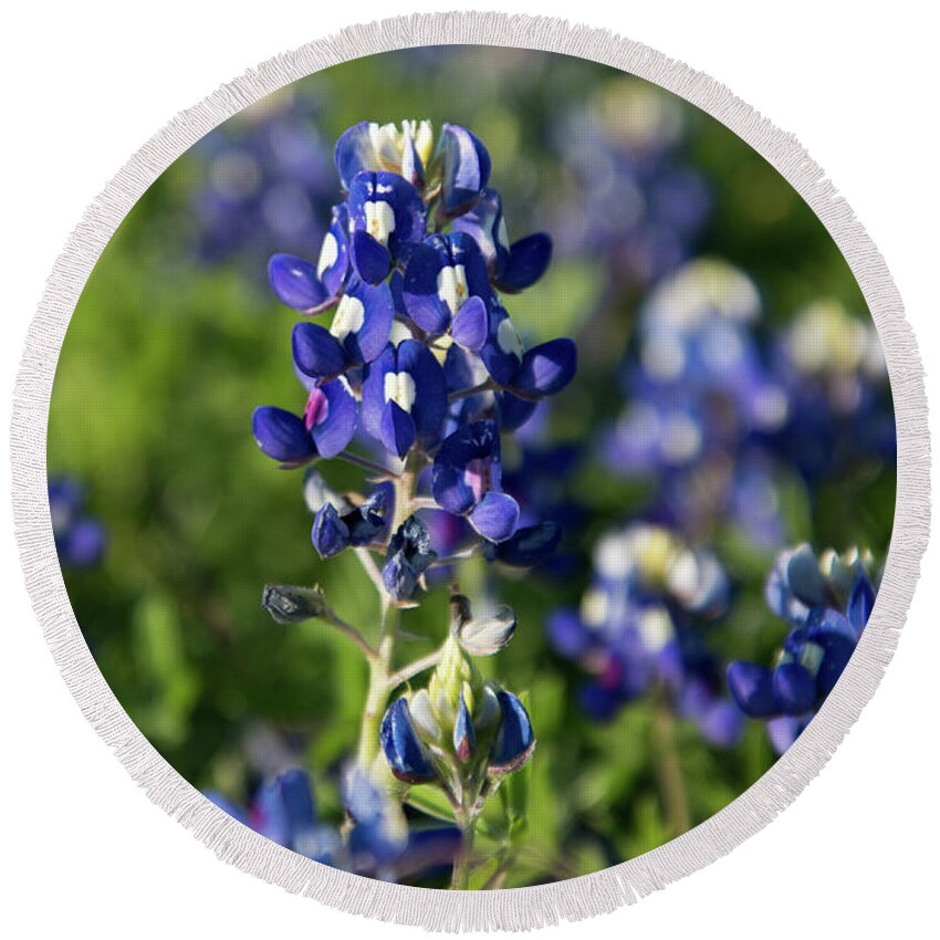 Bluebonnet Round Beach Towel featuring the photograph Texas Bluebonnets by Frank Madia