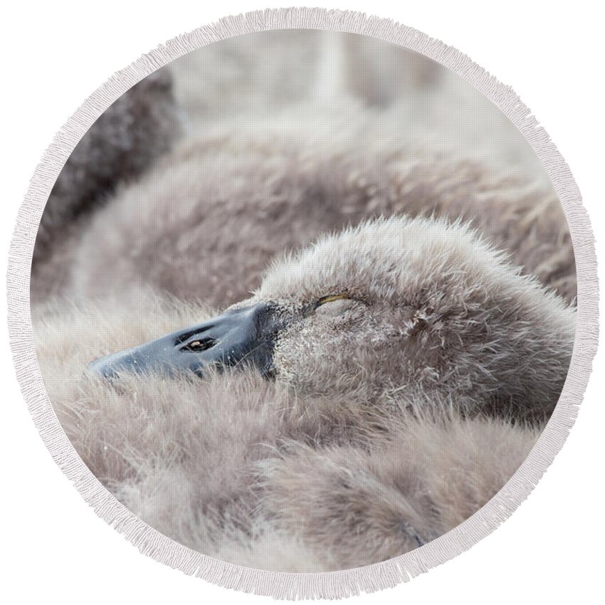 Swan Round Beach Towel featuring the photograph The Afternoon Lullaby by Iryna Goodall