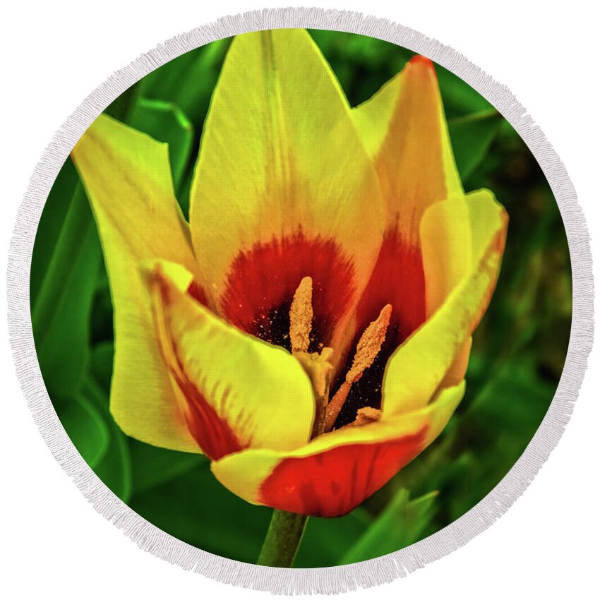 Plants Round Beach Towel featuring the photograph The Bicolor Tulip by Robert Bales